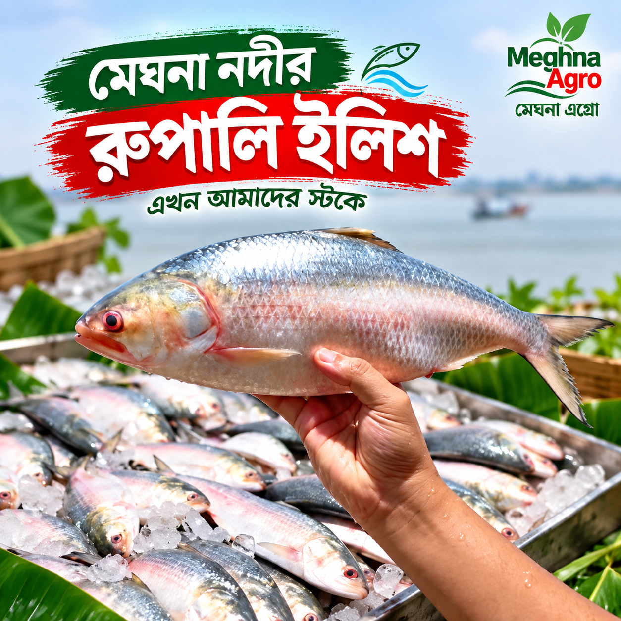 মেঘনা নদীর রুপালি ইলিশ মাছ | Meghna River Hilsa Fish